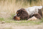 English Cocker Spaniel Welpe
