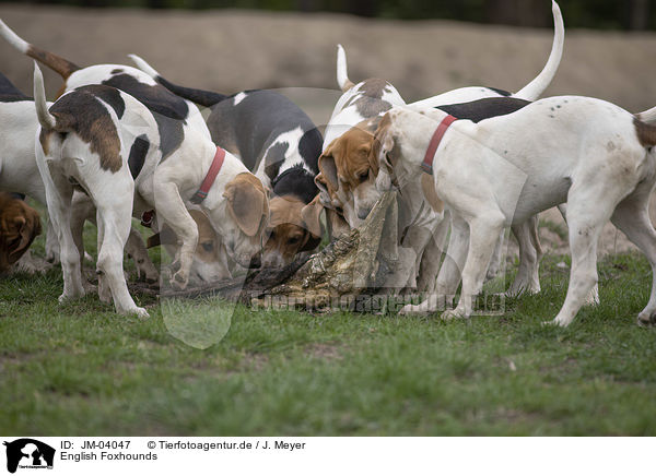 English Foxhounds / English Foxhounds / JM-04047