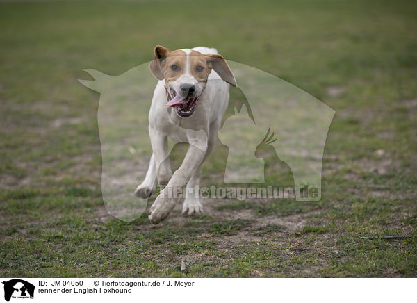 rennender English Foxhound / running English Foxhound / JM-04050