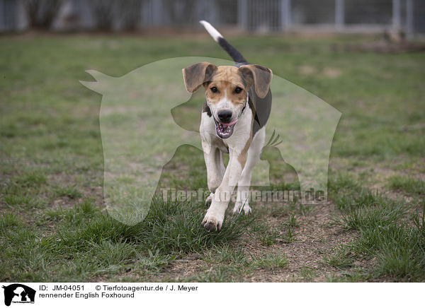 rennender English Foxhound / running English Foxhound / JM-04051