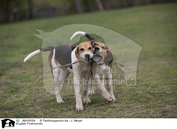 English Foxhounds / English Foxhounds / JM-04054