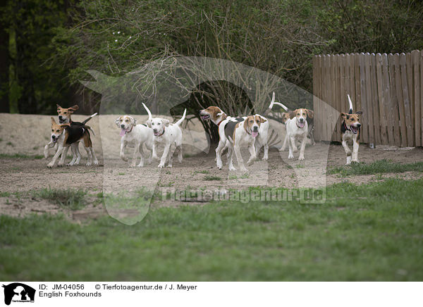 English Foxhounds / English Foxhounds / JM-04056