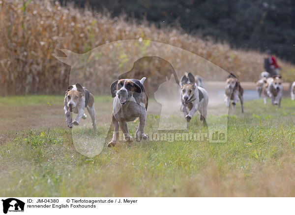 rennender English Foxhounds / running English Foxhounds / JM-04380