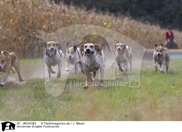 rennender English Foxhounds / JM-04382