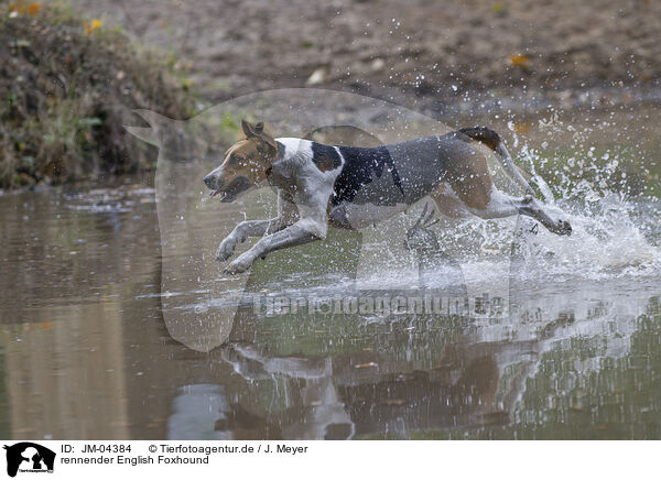 rennender English Foxhound / running English Foxhound / JM-04384