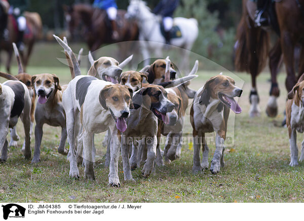 English Foxhounds bei der Jagd / JM-04385