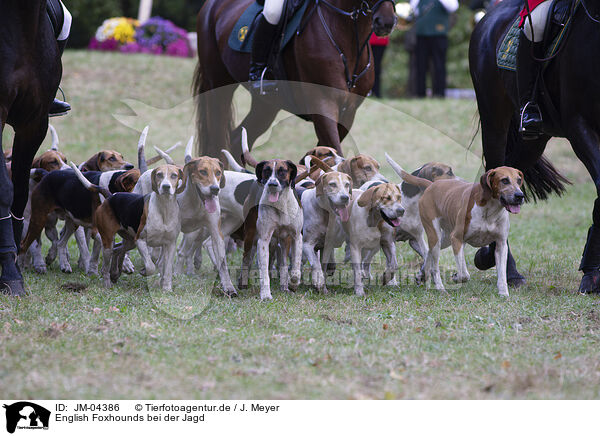 English Foxhounds bei der Jagd / JM-04386