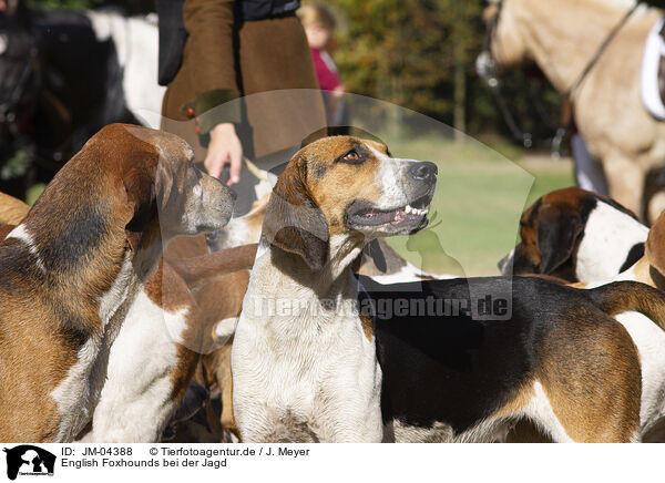 English Foxhounds bei der Jagd / English Foxhounds hunting / JM-04388