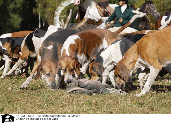 English Foxhounds bei der Jagd / JM-04393