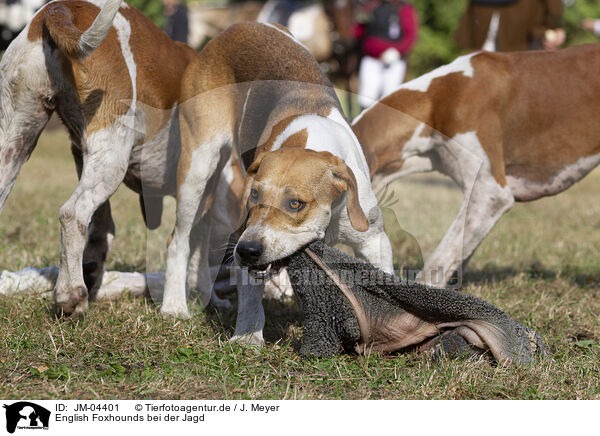 English Foxhounds bei der Jagd / JM-04401