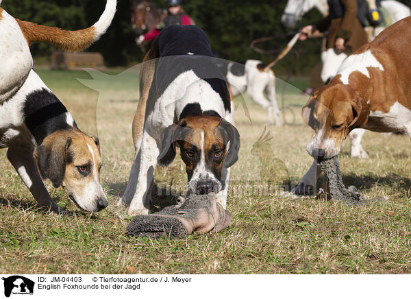 English Foxhounds bei der Jagd / English Foxhounds hunting / JM-04403