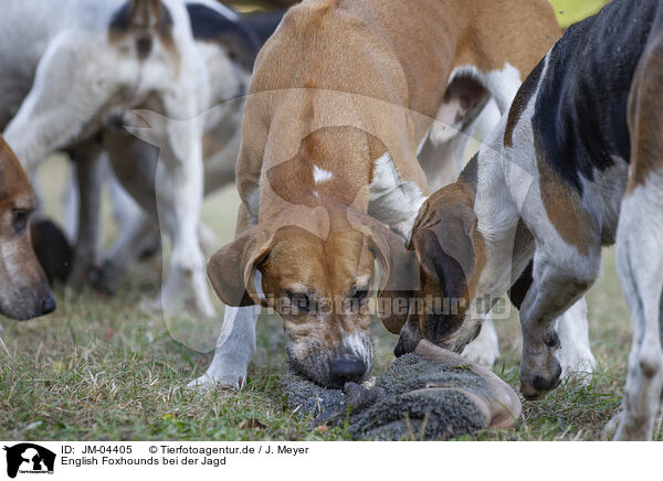 English Foxhounds bei der Jagd / English Foxhounds hunting / JM-04405