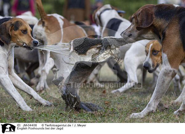 English Foxhounds bei der Jagd / JM-04406