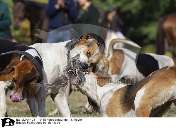 English Foxhounds bei der Jagd / English Foxhounds hunting / JM-04408