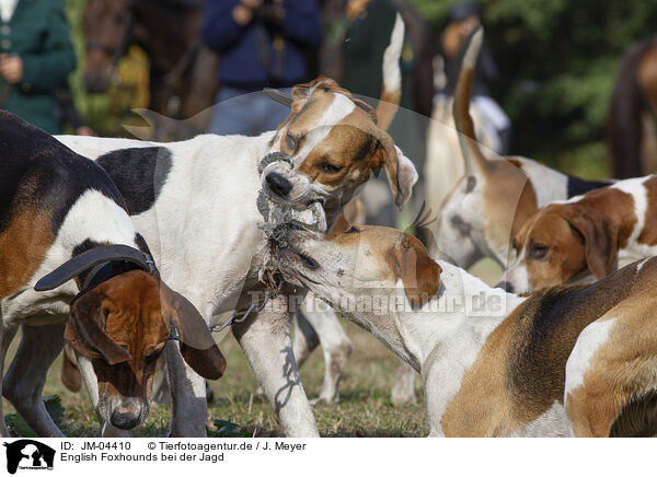 English Foxhounds bei der Jagd / JM-04410