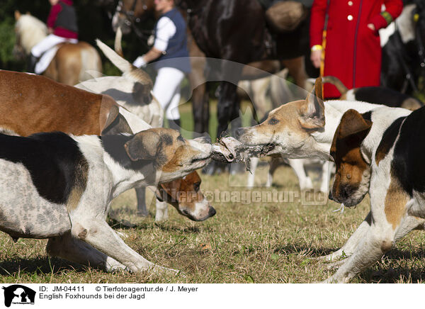 English Foxhounds bei der Jagd / English Foxhounds hunting / JM-04411