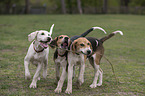 English Foxhounds