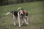 English Foxhounds