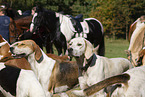 English Foxhounds bei der Jagd