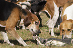 English Foxhounds bei der Jagd