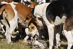 English Foxhounds bei der Jagd