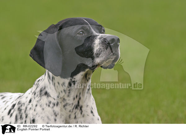 English Pointer Portrait / English Pointer Portrait / RR-02292