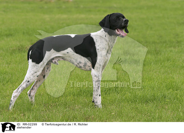 stehender / standing Pointer / RR-02299