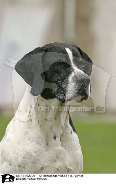 English Pointer Portrait / English Pointer Portrait / RR-02300