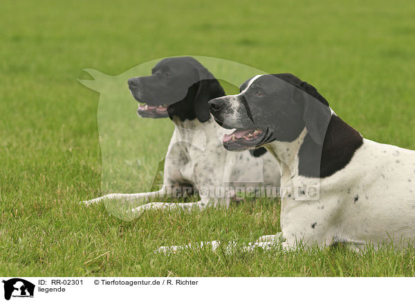 liegende / lying Pointer / RR-02301