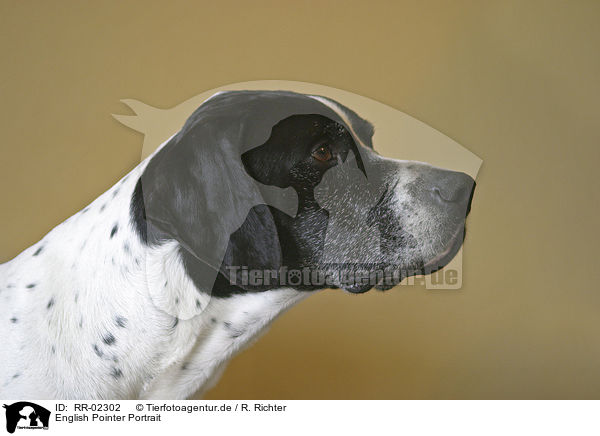 English Pointer Portrait / English Pointer Portrait / RR-02302