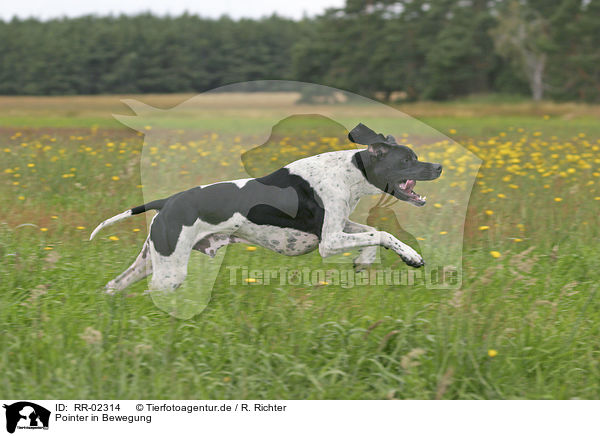 Pointer in Bewegung / pointer in action / RR-02314