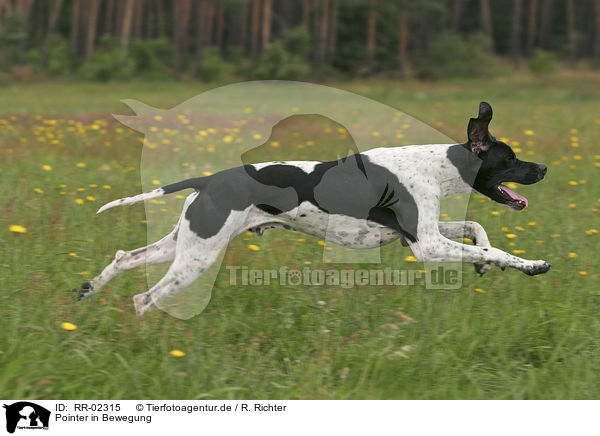 Pointer in Bewegung / RR-02315