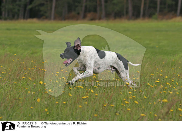 Pointer in Bewegung / RR-02316