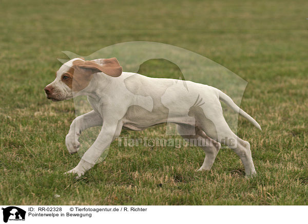 Pointerwelpe in Bewegung / pointer puppy in action / RR-02328