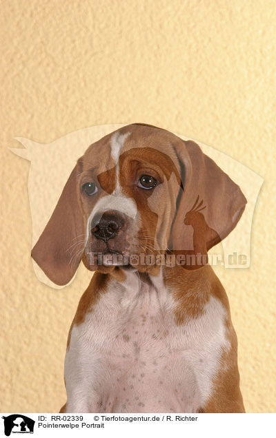 Pointerwelpe Portrait / pointer puppy portrait / RR-02339