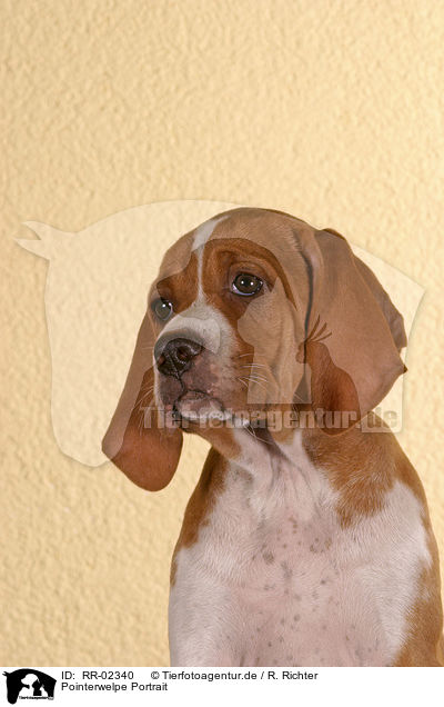 Pointerwelpe Portrait / pointer puppy portrait / RR-02340