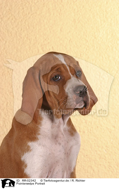 Pointerwelpe Portrait / pointer puppy portrait / RR-02342
