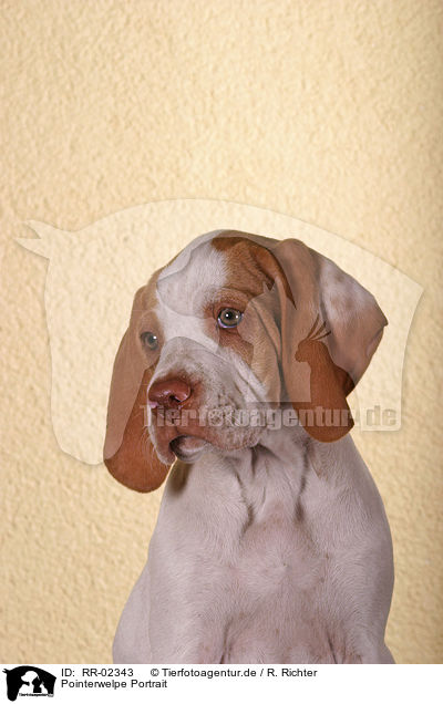 Pointerwelpe Portrait / pointer puppy portrait / RR-02343