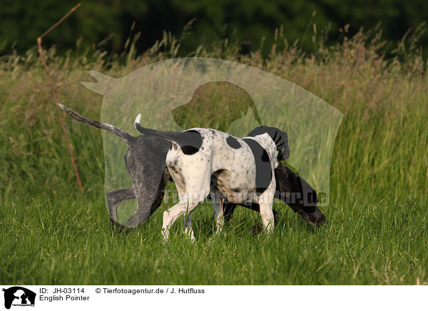 English Pointer / JH-03114