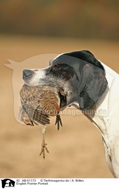 English Pointer Portrait / English Pointer Portrait / AB-01173