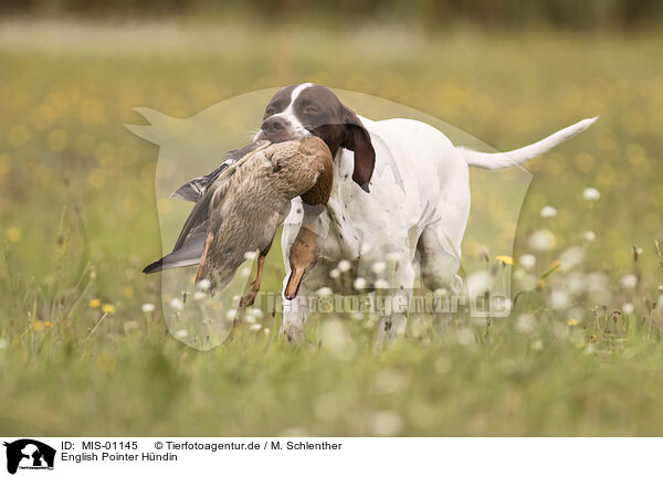 English Pointer Hndin / MIS-01145