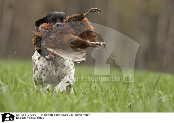 English Pointer Rde / male English Pointer / MIS-01359