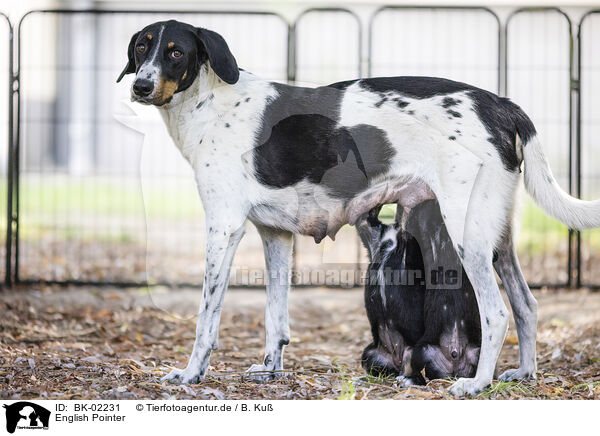 English Pointer / BK-02231