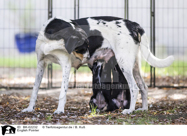 English Pointer / BK-02232