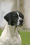 English Pointer Portrait