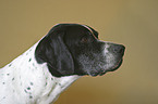 English Pointer Portrait