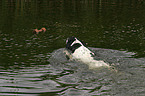 Pointer im Wasser