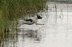 Pointer im Wasser