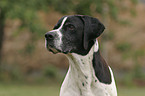 English Pointer Portrait