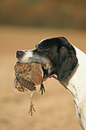 English Pointer Portrait